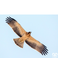 گونه عقاب پر پا Booted Eagle 